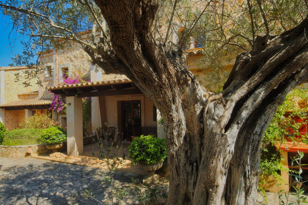 Content 11 entry finca mallora with olive tree