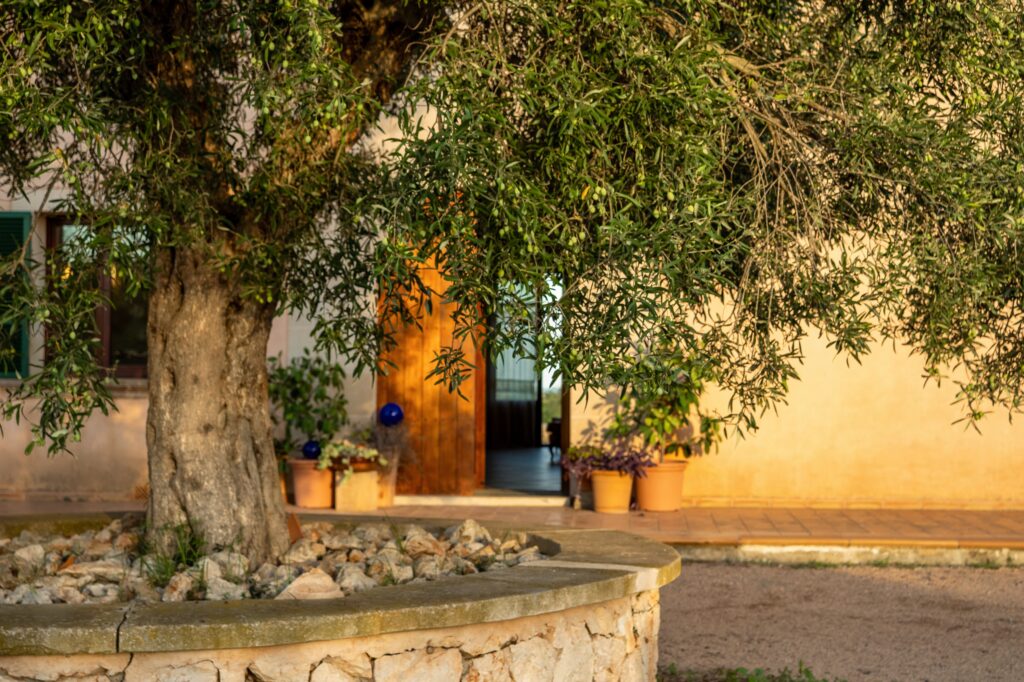Content 14 olive tree infront of a finca on mallorca